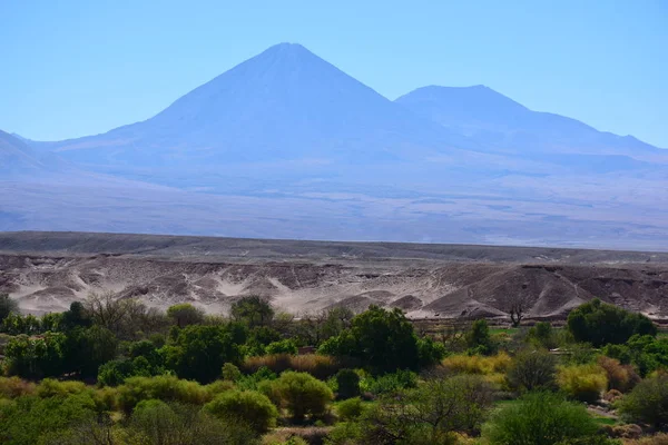 Bäume und Wüstenpflanzen in der Atacama-Wüste Chili — Stockfoto