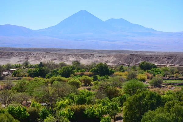 Árvores e plantas do deserto no deserto do Atacama Chile — Fotografia de Stock