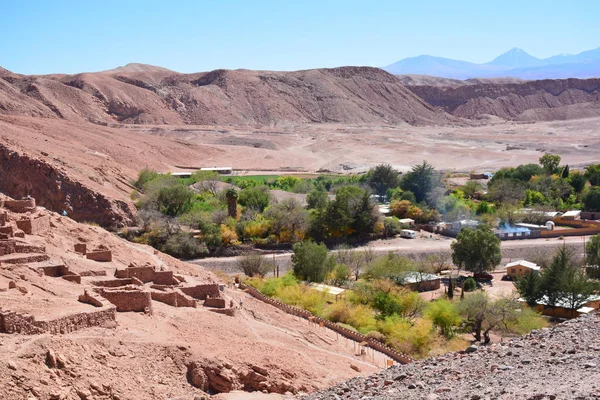 Trees and desert plants in Atacama desert Chile — Stock Photo, Image