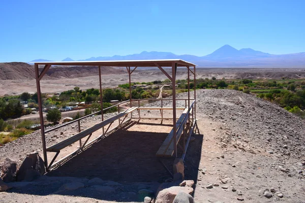 Trees and desert plants in Atacama desert Chile — Stock Photo, Image