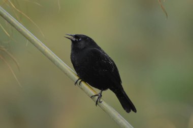 Şili'deki karanlık yabani kuşlar