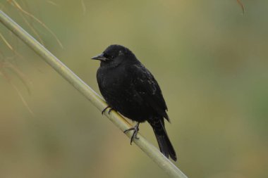 Şili'deki karanlık yabani kuşlar