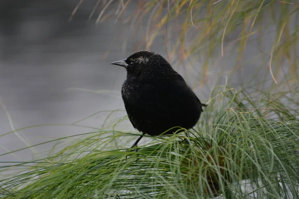 Mörka vilda fåglar i Chile — Stockfoto