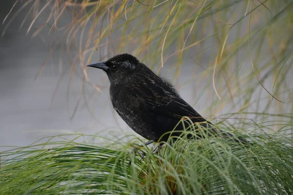 Dark wild birds in Chile — Stock Photo, Image
