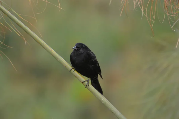 Mörka vilda fåglar i Chile — Stockfoto