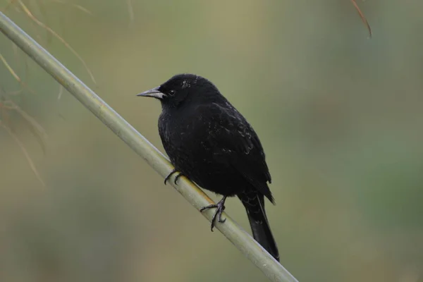 Темные дикие птицы Чили — стоковое фото