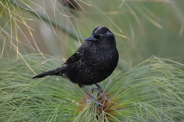 Dark wild birds in Chile — Stock Photo, Image