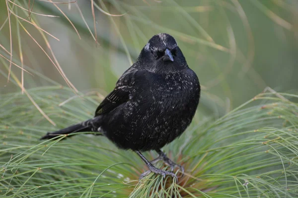 Mörka vilda fåglar i Chile — Stockfoto