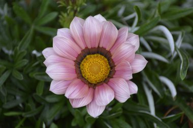 Şili buldum çiçek