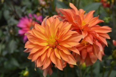 Şili buldum çiçek