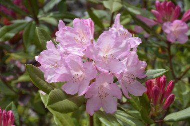 Şili buldum çiçek