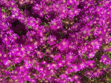 Şili buldum çiçek