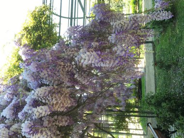 Şili buldum çiçek