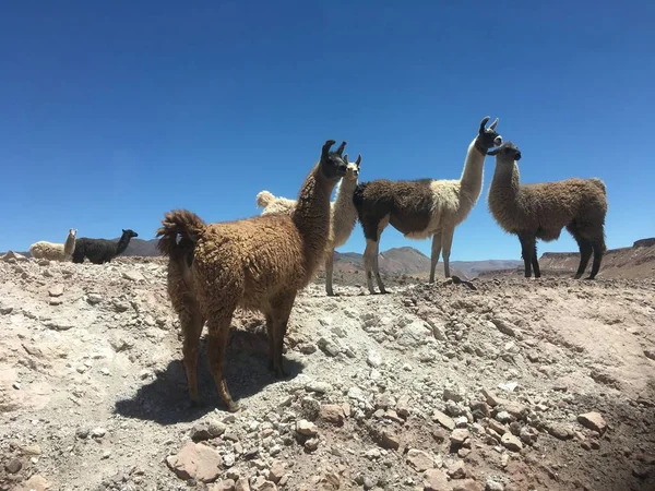 Llama no deserto do Atacama Chile — Fotografia de Stock