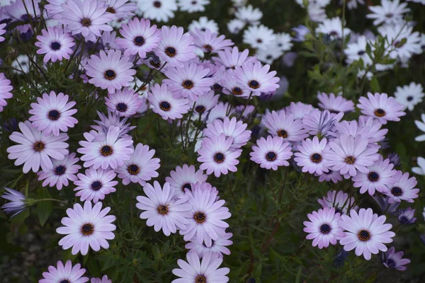 Natural flowers in Chile — Stock Photo, Image