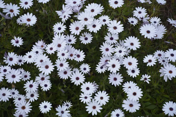 Flores encontradas em Chile — Fotografia de Stock