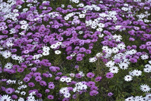 Цветы, найденные в Чили — стоковое фото
