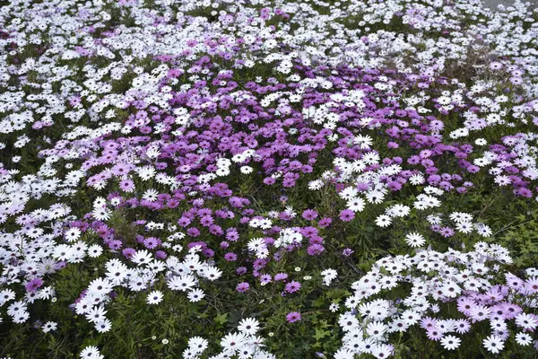 Flores encontradas em Chile — Fotografia de Stock