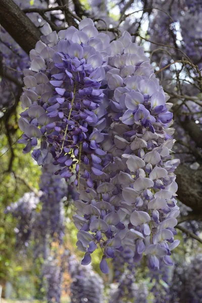 Kwiaty w Chile — Zdjęcie stockowe