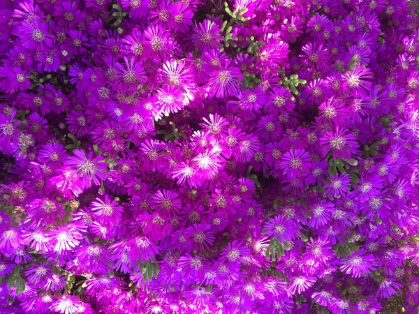 Flores encontradas en Chile — Foto de Stock