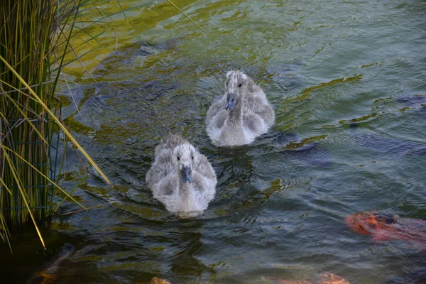 Duck in Santiago Chile — Stock Photo, Image