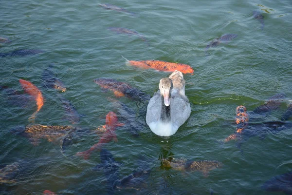 Santiago Şili 'de Duck