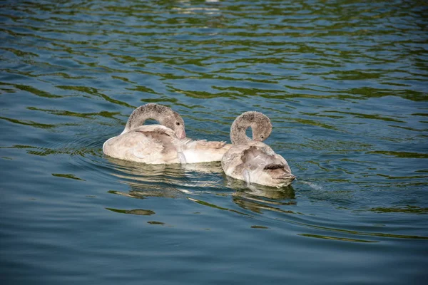 Santiago Şili 'de Duck — Stok fotoğraf