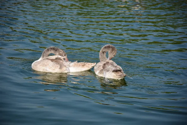 Duck in Santiago Chile — Stock Fotó