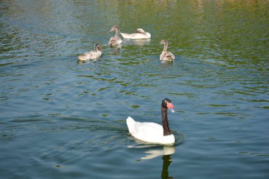 Santiago Şili 'de Duck