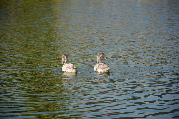 Pato en Santiago Chile — Foto de Stock