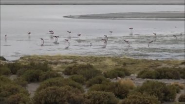 Lagün ve Şili Atacama Çölü vahşi manzara