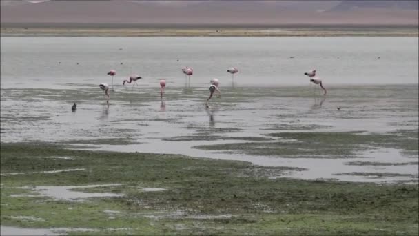 ラグーンとチリアタカマ砂漠の荒野の風景 — ストック動画