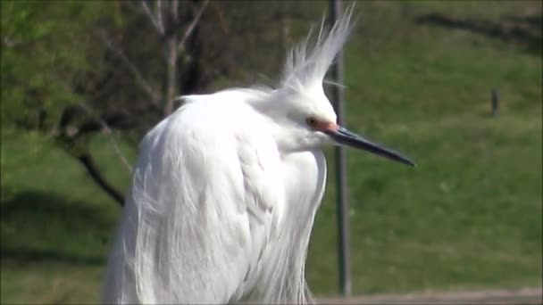 Dzikiego ptactwa w Santiago, Chile — Wideo stockowe