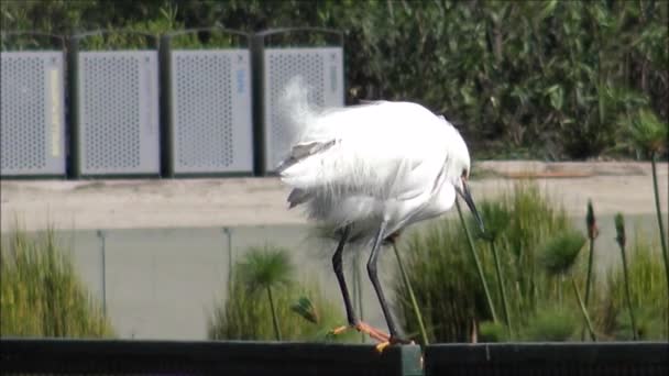 Aves selvagens em Santiago Chile — Vídeo de Stock