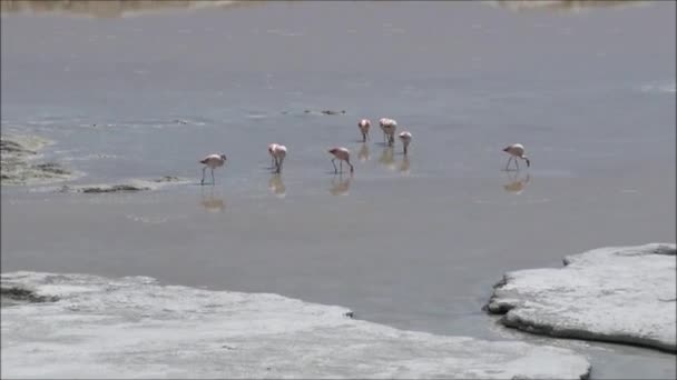 チリのアタカマ砂漠で干潟湖を塩します。 — ストック動画