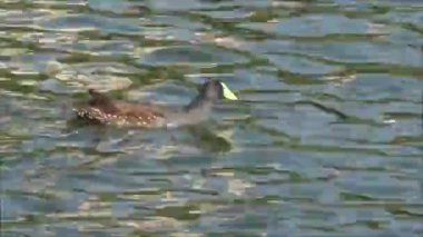 Ördek ve yaban hayatı http://www.Voices.No/mainissues/mi40008000288.php Şili