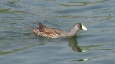 Ördek ve yaban hayatı http://www.Voices.No/mainissues/mi40008000288.php Şili