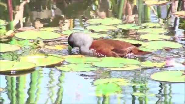Duck and wildlife in Santiago Chile — Stock Video