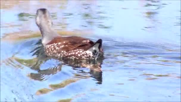 Ente und Wildtiere in Chile santiago — Stockvideo