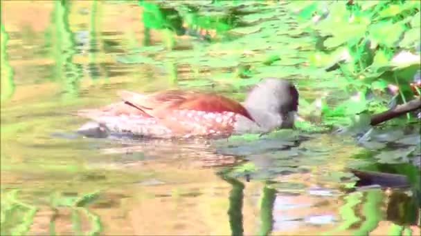 Eend en wilde dieren in Santiago, Chili — Stockvideo