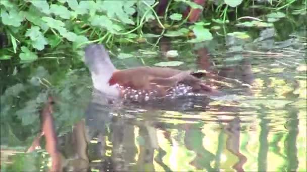 Ente und Wildtiere in Chile santiago — Stockvideo