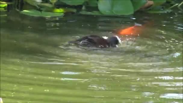 Ente und Wildtiere in Chile santiago — Stockvideo