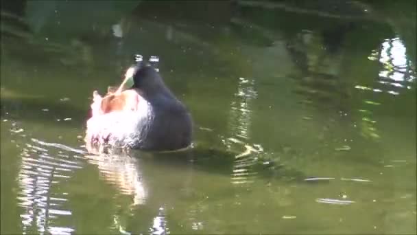 Ente und Wildtiere in Chile santiago — Stockvideo