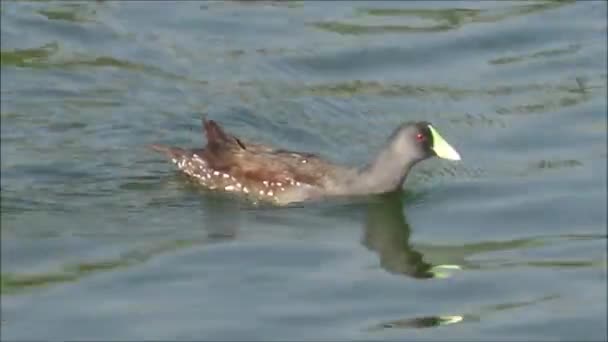 Duck and wildlife in Santiago Chile — Stock Video