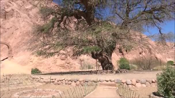 Plantas e árvores no deserto do Atacama no Chile — Vídeo de Stock