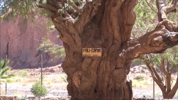 Plantes et arbres dans le désert d'Atacama au Chili 