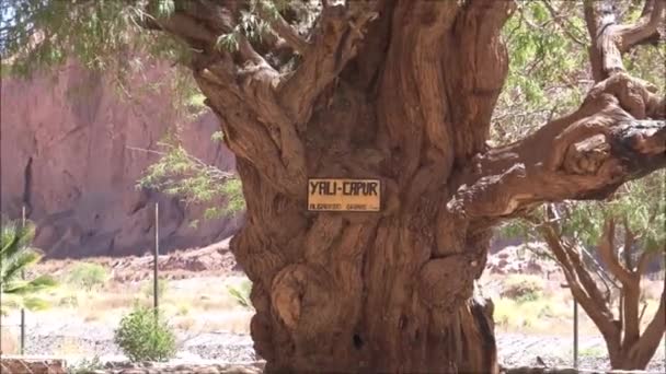 Plantas y árboles en el desierto de Atacama en Chile — Vídeos de Stock