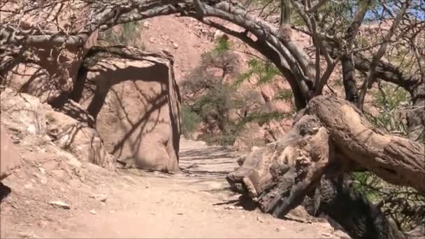 Φυτών και δέντρων στην έρημο Ατακάμα στη Χιλή — Αρχείο Βίντεο