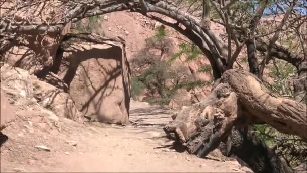 Plantes et arbres dans le désert d'Atacama au Chili 