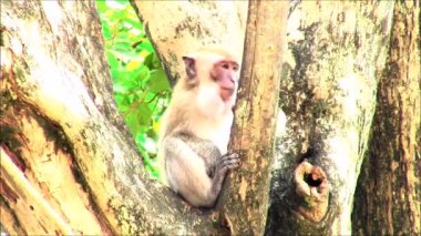 Tayland bir ağaçta oturuyor maymun